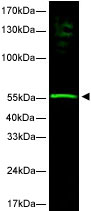 Anti-hHR23b antibody (ab3835) at 1/500 dilution + HeLa whole cell lysate at 33 µgSecondaryIRDye 800 conjugated Rabbit anti-Goat IgG [H&L] at 1/10000 dilution