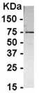 Anti-HSD11B2 antibody - Azide free (ab37800) at 1/2000 dilution + E. coli derived fusion proteinSecondaryHRP conjugated Goat anti IgY at 1/1000 dilution