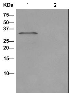 Western blot analysis on immunoprecipitation pellet from (1) fetal liver lysate labeling HSD17B8 with ab169752 at 1/10 dilution or (2) 1X PBS (negative control. HRP-conjugated anti-rabbit IgG preferentially detected the non-reduced form of Rabbit IgG.