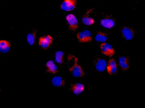 Immunofluorescent staining of -20℃ Acetone fixed HeLa cells labeling HSDL2 using ab181174 at a 1/100 dilution and a Goat anti rabbit IgG (Alexa Fluor®555) secondary antibody at a 1/200 dilution and counterstained with Dapi.