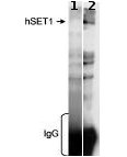 Detection of Human hSET1 by Immunoprecipitation. Control IgG used in lane 1, ab70379 used at 5 µg/5mg nuclear extract from 293T cells in lane 2. Immunoprecipitated hSET1 was detected with post IP WB using ab70379 at 0.2 µg/ml. Detection: Chemiluminescence.