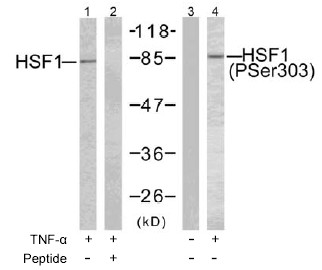 Lanes 1 - 2 :  HSF1 antibody at 1/500 dilutionLanes 3 - 4 :  Anti-HSF1 (phospho S303) antibody (ab47369) at 1/500 dilutionLane 1 : Extracts from MCF cells treated with TNF alpha (20ng/ml, 30min). No peptide. Lane 2 : Extracts from MCF cells treated with TNF alpha (20ng/ml, 30min). Synthetic phosphopeptide present. Lane 3 : Extracts from MCF cells not treated with TNF alpha. No peptide. Lane 4 : Extracts from MCF cells treated with TNF alpha (20ng/ml, 30min). No peptide. 