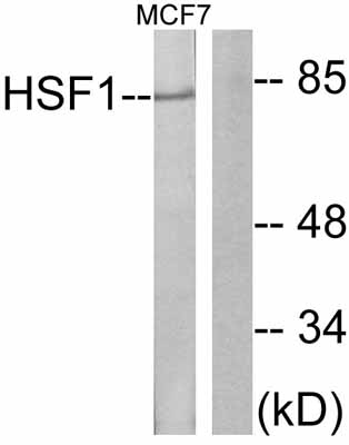All lanes : Anti-HSF1 antibody (ab47484) at 1/500 dilutionLane 1 : Extracts from MCF cells treated with TNF-alpha (20ng/ml, 30min)Lane 2 : Extracts from MCF cells treated with TNF-alpha (20ng/ml, 30min) with blocking peptide