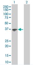 All lanes : Anti-HSH2D antibody (ab67413) at 1/500 dilutionLane 1 : Transfected 293T cell line Lane 2 : Non transfected 293T cell line Lysates/proteins at 25 µg per lane.SecondaryGoat Anti-Mouse IgG (H&L)-HRP Conjugate at 1/2500 dilution