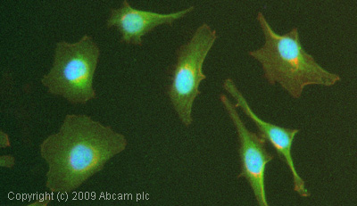 ICC/IF image of ab53107 stained HeLa cells. The cells were 4% PFA fixed (10 min) and then incubated in 1%BSA / 10% normal goat serum / 0.3M glycine in 0.1% PBS-Tween for 1h to permeabilise the cells and block non-specific protein-protein interactions. The cells were then incubated with the antibody (ab53107, 1æg/ml) overnight at +4øC. The secondary antibody (green)ÿwas Alexa Fluor© 488 goat anti-rabbit IgG (H+L) used at a 1/1000 dilution for 1h. Alexa Fluor© 594 WGA was used to label plasma membranes (red) at a 1/200 dilution for 1h. DAPI was used to stain the cell nuclei (blue) at a concentration of 1.43æM.