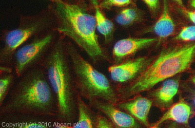 ICC/IF image of ab68977 stained HeLa cells. The cells were 100% Methanol fixed (5 min) and then incubated in 1%BSA / 10% normal Goat serum / 0.3M glycine in 0.1% PBS-Tween for 1h to permeabilise the cells and block non-specific protein-protein interactions. The cells were then incubated with the antibody (ab68977, 5µg/ml) overnight at +4°C. The secondary antibody (green) was Alexa Fluor® 488 Goat anti-Rabbit IgG (H+L) used at a 1/1000 dilution for 1h. Alexa Fluor® 594 WGA was used to label plasma membranes (red) at a 1/200 dilution for 1h. DAPI was used to stain the cell nuclei (blue) at a concentration of 1.43µM. This antibody also gave a positive result in 100% Methanol fixed (5 min) Hek293 cells at 5µg/ml, and in 4% PFA fixed (10 min) MCF-7 cells at 5µg/ml.