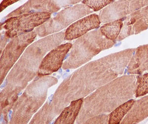 Immunohistochemical analysis of paraffin-embedded mouse skeletal muscle tissue labeling Hsp20 with ab184161 at 1/250 dilution followed by prediluted HRP Polymer for Rabbit IgG. Counter stained with hematoxylin.