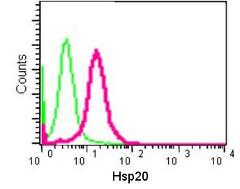Flow cytometric analysis of 2% paraformaldehyde-fixed HeLa cells labeling Hsp20 with ab184161 at 1/100 dilution (pink) compared to a Rabbit monoclonal IgG isotype control (green) followed by Goat anti-rabbit IgG (FITC) secondary antibody at 1/150 dilution.