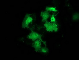 ab119090 at 1/100 dilution staining Hsp22 in COS7 cells transiently transfected by pCMV6-ENTRY Hsp22, by Immunofluorescence.