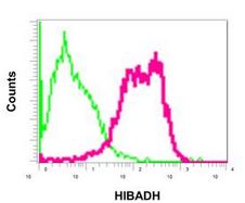 Flow cytometric analysis of permeabilized HepG2 cells labeling HIBADH with ab175203 at 1/10 dilution (red) compared to a Rabbit IgG (green).