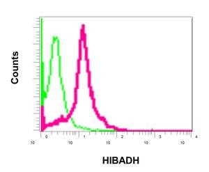 Flow cytometric analysis of permeabilized 293T cells labeling HIBADH with ab172955 at 1/10 dilution (red) compared to a rabbit IgG negative control (green).