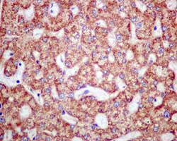 Immunohistochemical analysis of paraffin-embedded Human liver tissue labeling HIBADH with ab172955 at 1/100 dilution.