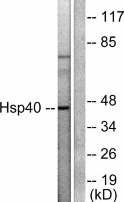 All lanes : Anti-Hsp40 antibody (ab53108) at 1/300 dilutionLane 1 : COLO205 cell extractLane 2 : COLO205 cell extract with immunising peptide