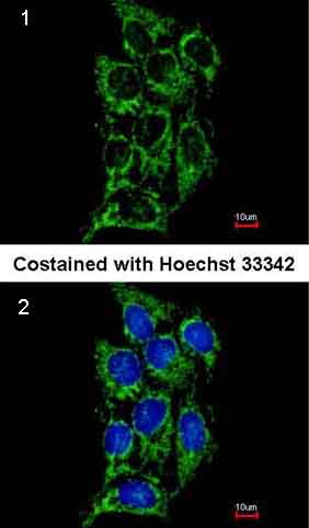 Immunofluorescence analysis of methanol-fixed A431 cells labelling Hsp60 with ab137706 at 1/200 (panel 1) and co-stained with Hoechst 33342 (panel 2).