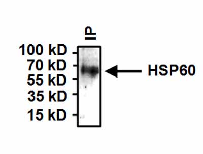 Immunoprecipitation of Hsp60 was performed on HeLa cells. Antigen:antibody complexes were formed by incubating 500�g whole cell lysate with 2�g of HSP60 monoclonal antibody (ab5478) overnight on a rocking platform at 4�C. The immune complexes were captured on 50�l Protein Agarose washed extensively and eluted with Buffer. Samples were then resolved on a 4-20% Tris-HCl polyacrylamide gel then transferred to a PVDF membrane and blocked with 5% BSA/TBST for at least 1 hour. The membrane was probed with a HSP60 monoclonal antibody (ab5478) at a dilution of 1:1000 overnight rotating at 4�C, washed in TBSTand probed with Detection Reagent (HRP) at a dilution of 1:1000 for at least one hour. Chemiluminescent detection was performed.