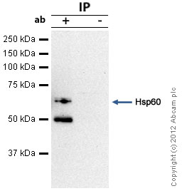 Hsp60 was immunoprecipitated using 0.5mg Rat Brain tissue lysate, 5µg of Mouse monoclonal to Hsp60 and 50µl of protein G magnetic beads (+). No antibody was added to the control (-). The antibody was incubated under agitation with Protein G beads for 10min, Rat Brain tissue lysate lysate diluted in RIPA buffer was added to each sample and incubated for a further 10min under agitation.Proteins were eluted by addition of 40µl SDS loading buffer and incubated for 10min at 70oC; 10µl of each sample was separated on a SDS PAGE gel, transferred to a nitrocellulose membrane, blocked with 5% BSA and probed with ab59457.Secondary: Goat polyclonal to mouse IgG light chain specific (HRP) at 1/20,000 dilution.Band: 60kDa; Hsp60: non specific bands - 50kDa: We are unsure as to the identity of this extra band.