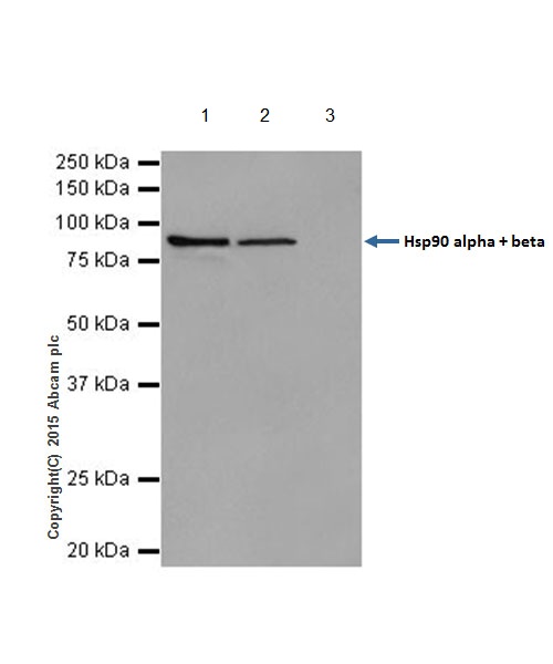 Hsp90 alpha + beta was immunoprecipitated from 1mg of HeLa (Human epithelial cells from cervix adenocarcinoma) whole cell lysate with ab203126 at 1/100 dilution. Western blot was performed from the immunoprecipitate using ab203126 at 1/1000 dilution. Anti-Rabbit IgG (HRP), specific to the non-reduced form of IgG, was used as secondary antibody at 1/1500 dilution.Lane 1: HeLa whole cell lysate 10 µg (Input).Lane 2: ab203126 IP in HeLa whole cell lysate.Lane 3: Rabbit monoclonal IgG (ab172730) instead of ab203126 in HeLa whole cell lysate.Blocking and dilution buffer and concentration: 5% NFDM/TBST.Exposure time: 3 seconds.