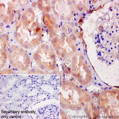 Immunohistochemical analysis of paraffin-embedded Human kidney tissue labeling HSPA12A with ab200838 at 1/100 dilution, followed by Goat Anti-Rabbit IgG H&L (HRP) (ab97051) at 1/500 dilution. Cytoplasmic staining on Human kidney tissue is observed. Counter stained with Hematoxylin.Secondary antibody only control: Used PBS instead of primary antibody, secondary antibody is Goat Anti-Rabbit IgG H&L (HRP) (ab97051) at 1/500 dilution.