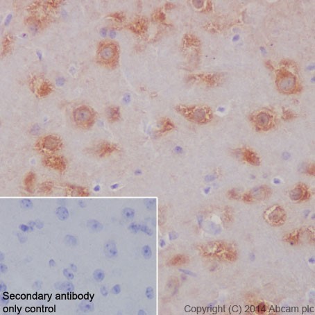Immunohistochemical analysis of paraffin-embedded Mouse cerebral cortex tissue labeling HSPA12A with ab200838 at 1/100 dilution, followed by Goat Anti-Rabbit IgG H&L (HRP) (ab97051) at 1/500 dilution. Cytoplasmic staining on mouse cerbral cortex tissue is observed. Counter stained with Hematoxylin.Secondary antibody only control: Used PBS instead of primary antibody, secondary antibody is Goat Anti-Rabbit IgG H&L (HRP) (ab97051) at 1/500 dilution.