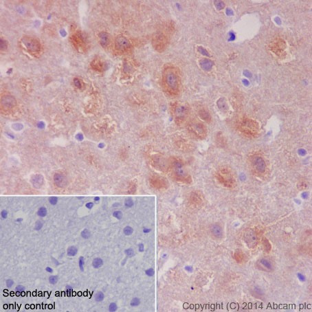 Immunohistochemical analysis of paraffin-embedded Rat cerebral cortex tissue labeling HSPA12A with ab200838 at 1/100 dilution, followed by Goat Anti-Rabbit IgG H&L (HRP) (ab97051) at 1/500 dilution. Cytoplasmic staining on rat cerbral cortex tissue is observed. Counter stained with Hematoxylin.Secondary antibody only control: Used PBS instead of primary antibody, secondary antibody is Goat Anti-Rabbit IgG H&L (HRP) (ab97051) at 1/500 dilution.