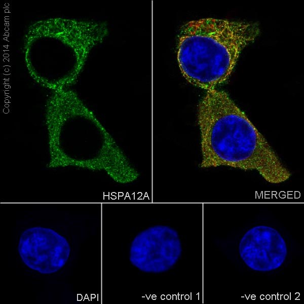 Immunofluorescent analysis of 4% paraformaldehyde-fixed, 0.1% Triton X-100 permeabilized HEK293 (Human embryonic kidney) cells labeling HSPA12A with ab200838 at 1/250 dilution, followed by Goat anti-rabbit IgG (Alexa Fluor® 488) (ab150077) secondary antibody at 1/500 dilution (green). Cytoplasmic staining on HEK293 cell line is observed. The nuclear counterstain is DAPI (blue). Tubulin is detected with ab7291 (anti-Tubulin mouse mAb) at 1/1000 dilution and ab150120 (AlexaFluor®594 Goat anti-Mouse secondary) at 1/500 dilution (red).The negative controls are as follows:--ve control 1: ab200838 at 1/250 dilution followed by ab150120 (AlexaFluor®594 Goat anti-Mouse secondary) at 1/500 dilution.-ve control 2: ab7291 (anti-Tubulin mouse mAb) at 1/1000 dilution followed by ab150077 (Alexa Fluor®488 Goat Anti-Rabbit IgG H&L) at 1/500 dilution.