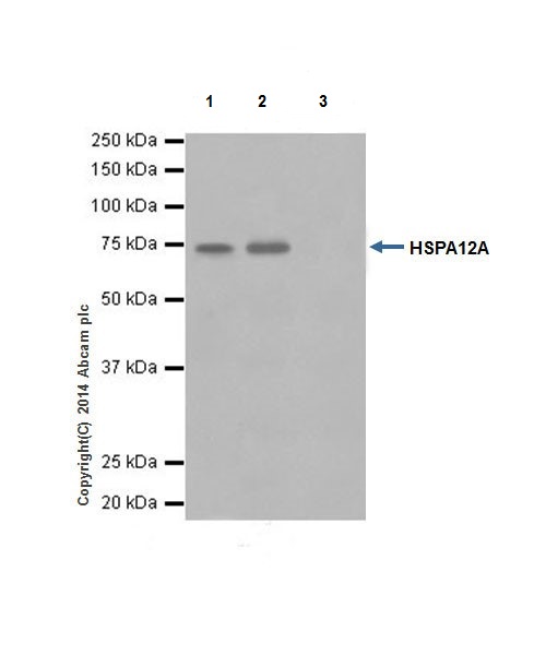 HSPA12A was immunoprecipitated from 1mg of Human fetal brain whole cell lysate with ab200838 at 1/50 dilution. Western blot was performed from the immunoprecipitate using ab200838 at 1/1000 dilution. Anti-Rabbit IgG (HRP), specific to the non-reduced form of IgG, was used as secondary antibody at 1/1500 dilution.Lane 1: Human fetal brain whole cell lysate 10 µg (Input). Lane 2: ab200838 IP in Human fetal brain whole cell lysate. Lane 3 : Lane 3: Rabbit monoclonal IgG (ab172730) instead of ab200838 in Human fetal brain whole cell lysate.Blocking and dilution buffer and concentration: 5% NFDM/TBST.Exposure time: 3 minutes.