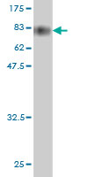 Western blot against tagged recombinant protein immunogen using ab57756 HSPBAP1 antibody at 1ug/ml.
