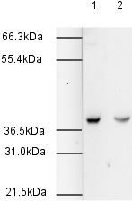 Lane 1 : Anti-HspBP1 antibody (ab3858) at 1/500 dilutionLane 2 : Anti-HspBP1 antibody (ab3858) at 1/1000 dilutionLane 1 : MCF-7 Whole Cell LysateLane 2 : MCF-7 Whole Cell LysateLysates/proteins at 20 µg per lane.SecondaryGoat Anti-Rabbit IgG H&L (HRP) (ab6721) at 1/2000 dilutiondeveloped using the ECL techniquePerformed under reducing conditions.