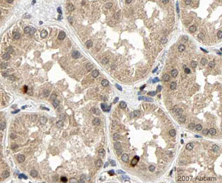 Image courtesy of Human Protein AtlasParaffin embedded sections of human kidney tissue were incubated with ab3858 (1/75 dilution) at room temperature for 30 mins. Antigen retrieval was performed by heat induction in citrate buffer pH 6.ab3858 was tested in a tissue microarray (TMA) containing a wide range of normal and cancer tissues as well as a cell microarray consisting of a range of commonly used, well characterised human cell lines. Further images can be found at www.proteinatlas.org