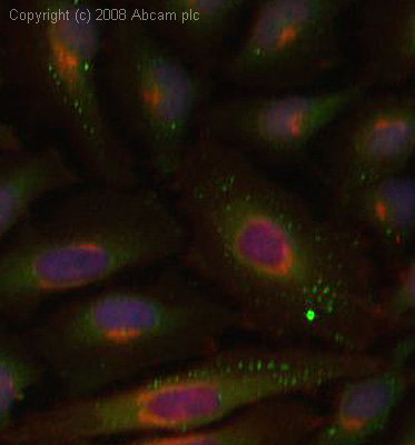 ICC/IF image of ab3858 stained human HeLa cells. The cells were 4% PFA fixed (10 min), permabilised in 0.1% PBS-Tween (20 min) and incubated with the antibody (ab3858, 5µg/ml) for 1h at room temperature. 1%BSA / 10% normal goat serum / 0.3M glycine was used to block non-specific protein-protein interactions. The secondary antibody (green) was Alexa Fluor® 488 goat anti-rabbit IgG (H+L) used at a 1/1000 dilution for 1h. Alexa Fluor® 594 WGA was used to label plasma membranes (red). DAPI was used to stain the cell nuclei (blue). This antibody also gave a positive IF result in MCF7 cells.