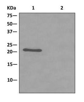 Western blot analysis on immunoprecipitation pellet from (Lane 1) Human fetal liver cells lysate or (Lane 2) 1XPBS (negative control) using ab174267 at a 1/10 dilution and HRP-conjugated anti-rabbit IgG preferentially detecting the non-reduced form of rabbit IgG.