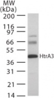 Anti-HtrA 1 + 2 + 3 + 4 antibody (ab22112) at 2 µg/ml + Rat heart lysateObserved band size : 43 kDa (why is the actual band size different from the predicted?)Additional bands at : 65 kDa,80 kDa. We are unsure as to the identity of these extra bands.