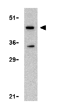 Anti-HtrA2 / Omi antibody (ab36854) at 1 µg/ml + U937 cell lysate