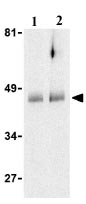 Lane 1 :  Anti-HtrA2 / Omi antibody (ab21307) at 0.5 µg/mlLane 2 :  Anti-HtrA2 / Omi antibody (ab21307) at 1 µg/mlLane 1 : Human colon cell lysateLane 2 : Human colon cell lysate