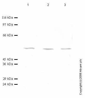 All lanes : Anti-htrA4 antibody (ab65914) at 1/1000 dilutionLane 1 : Cell media from human rhabdomyosarcoma RD cells (1:3) (treated with TPA) at 30 µlLane 2 : Cell media from human rhabdomyosarcoma RD cells (1:3) (treated with TPA) at 25 µlLane 3 : Cell media from human rhabdomyosarcoma RD cells (1:3) (treated with TPA) at 20 µl