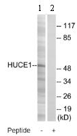 All lanes : Anti-HUCE1 antibody (ab75006) at 1/500 dilutionLane 1 : extracts from MCF-7 cellsLane 2 : extracts from MCF-7 cells with immunising peptide at 10 µgLysates/proteins at 30 µg per lane.