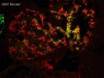 ab8940 at 1/1000 staining mouse embryonic tissue sections (E10.5) by IHC-Fr. The tissue was paraformaldehyde fixed and blocked with 3ml maleate bufer, 1ml FCS, 1ML 10% blocking powder before incubation with the primary antibody for 16 hours at 37°C. A Cy3® conjugated donkey anti-sheep antibody was used as the secondary.The image shows hepatoblasts in the liver bud positive for albumin (red) and also some expressing E-cadherin (green).See Abreview
