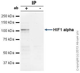HIF-1-alpha was immunoprecipitated using 0.5mg HeLa Nuclear DFO treated whole cell extract (ab180880), 5µg of Mouse monoclonal to HIF-1-alpha and 50µl of protein G magnetic beads (+). No antibody was added to the control (-).The antibody was incubated under agitation with Protein G beads for 10min, HeLa DFO treated whole cell extract lysate diluted in RIPA buffer was added to each sample and incubated for a further 10min under agitation.Proteins were eluted by addition of 40µl SDS loading buffer and incubated for 10min at 70°C; 10µl of each sample was separated on a SDS PAGE gel, transferred to a nitrocellulose membrane, blocked with 5% BSA and probed with ab1.Secondary: Goat polyclonal to mouse IgG light chain specific (HRP) at 1:20,000 dilution.Band: 110kDa; HIF1 alpha