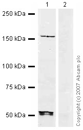 All lanes : Anti-hUPF2/RENT2 antibody (ab28712) at 1/250 dilutionLane 1 : Jurkat (Human T cell lymphoblast-like cell line) Whole Cell Lysate Lane 2 : Jurkat (Human T cell lymphoblast-like cell line) Whole Cell Lysate with Human hUPF2/RENT2 peptide (ab32332) at 1 µg/mlLysates/proteins at 15 µg per lane.SecondaryIRDye 680 Conjugated Goat Anti-Rabbit IgG (H+L) at 1/10000 dilutionPerformed under reducing conditions.