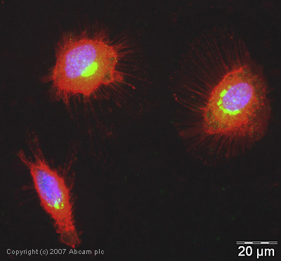 ICC/IF image of ab28712 stained human HeLa cells. The cells were PFA fixed (10 min), permabilised in TBS-T (20 min) and incubated with the antibody (ab28712, 1µg/ml) for 1h at room temperature. 1%BSA / 10% normal serum / 0.3M glycine was used to quench autofluorescence and block non-specific protein-protein interactions. The secondary antibody (green) was Alexa Fluor® 488 goat anti-rabbit IgG (H+L) used at a 1/1000 dilution for 1h. Alexa Fluor® 594 WGA was used to label plasma membranes (red). DAPI was used to stain the cell nuclei (blue).