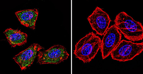 Immunocytochemistry/Immunofluorescence analysis of HeLa cells labeling HIF-1-alpha with ab16066. HIF-1 alpha (green), F-Actin staining with Phalloidin (red) and nuclei with DAPI (blue) is shown. Cells were grown on chamber slides and fixed with formaldehyde prior to staining. Cells were probed without (control - right) or with ab16066 (left) at a dilution of 1/20 over night at 4°C and incubated with a DyLight-488 conjugated secondary antibody. Images were taken at 60X magnification.