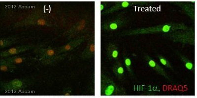 Immunocytochemistry/Immunofluorescence analysis of Human fibroblasts labeling HIF-1-alpha (green) with ab16066.Cells were fixed with paraformaldehyde, permeabilized with 0.3% Triton X-100 and blocked with 5% serum for 1 hour at 24°C. Samples were incubated with primary antibody (1/500 in 0.3% Triton X-100 + 1% BSA) for 1 hour 30 minutes at 24°C. An AlexaFluor®488-conjugated goat anti-mouse polyclonal IgG (1/2000) was used as the secondary antibody.See Abreview