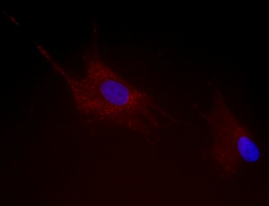 Immunofluorescent staining of Hydroxysteroid (17-beta) Dehydrogenase 4 in HDFn cells (human) using ab126565. The cells were paraformaldehyde fixed (4%, 20 min) and Triton X-100 permeabilized (0.1%, 15min). The cells were then incubated with the antibody (ab128565, 1µg/ml) for 2h at room temperature or over night at 4°C. The secondary antibody was (red) Alexa Fluor® 594 goat anti-mouse IgG (H+L) used at a 1/1000 dilution for 1h. 10% Goat serum was used as the blocking agent for all blocking steps. The target protein locates to the peroxisome.