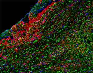 ab24564 at a 1/1000 dilution staining rat brain tissue sections (8um sagittal section)(green) by Immunohistochemistry (frozen sections). Other structures visualized with anti-GFAP (red) and Hoechst (blue).