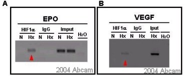 ChIP analysis of HIF-1-alpha genomic sequences from HeLa cells cultivated in normoxic (N) or hypoxic (Hx) conditions, using a HIF1-alpha polyclonal antibody (ab2185). For a negative control, IgG was used and the input as a positive control in the subsequent PCR. Primers for known target genes were used HIF1 alpha, A. EPO and B. VEGF.