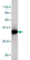 Western blot against tagged recombinant protein immunogen using ab55253 ICA1 antibody at 1ug/ml.