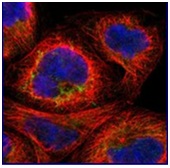 Immunofluorescent staining, using 4 µg/ml ab121243, in Human cell line A431 shows positivity in mitochondria. Antibody staining is shown in green.