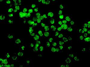 Immunofluorescence analysis of Raji cells labeling IFI16, using ab169788 at a 1/100 dilution.