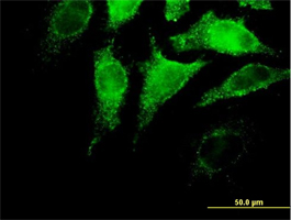 ab67385, at a concentration 10 µg/ml, staining IFNA4 in HeLa cell by Immunofluorescence.