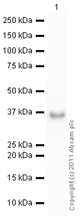 Anti-IGFBP2 antibody (ab91404) at 1/500 dilution + Active human IGFBP2 full length protein (ab63223) at 0.01 µgSecondaryGoat Anti-Rabbit IgG H&L (HRP) preadsorbed (ab97080) at 1/5000 dilutiondeveloped using the ECL techniquePerformed under reducing conditions.Exposure time : 30 seconds